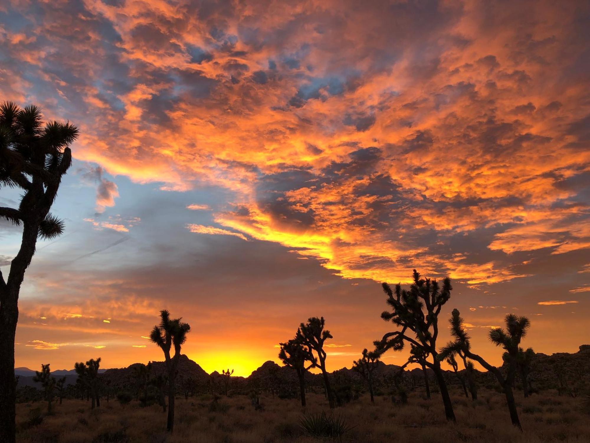 Cozy Desert Retreat With Amazing Views Only 4 Miles To Jtnp Joshua Tree Extérieur photo