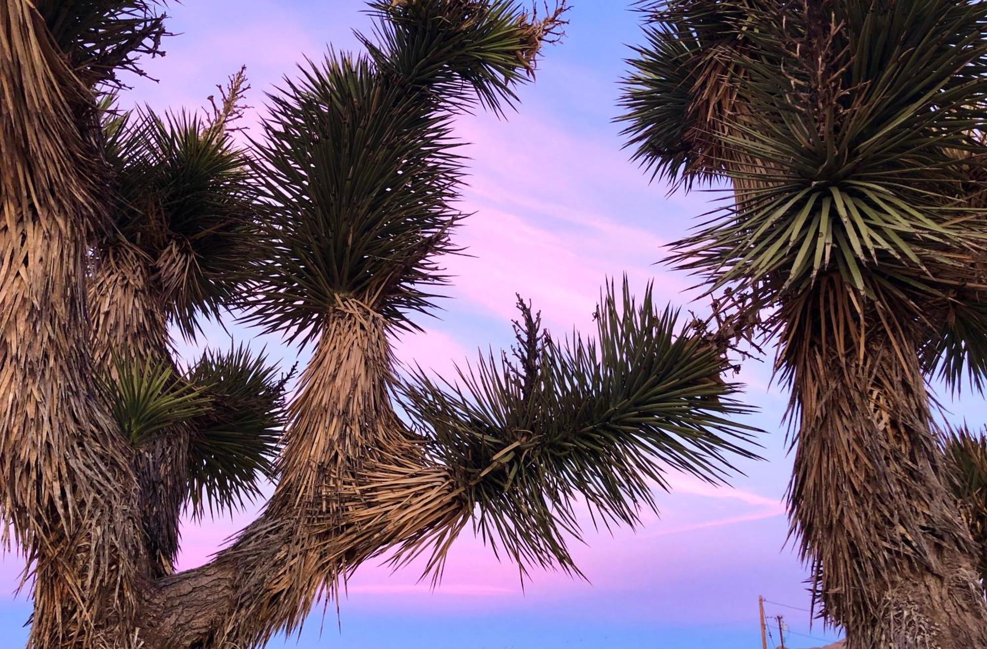 Cozy Desert Retreat With Amazing Views Only 4 Miles To Jtnp Joshua Tree Extérieur photo